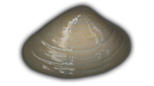 large quahog shell