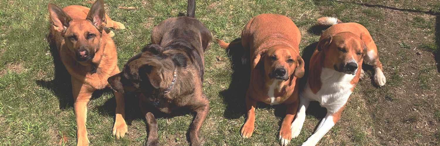 wet dog tile shop dogs