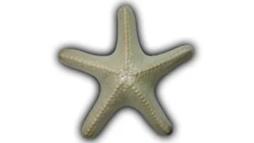 XL Starfish - 11" Glazed Ceramic Tile