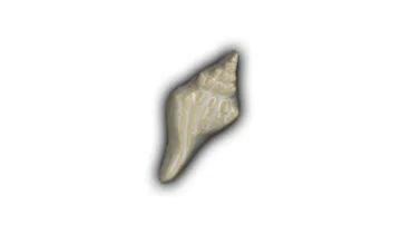 Flat Conch Shell - 3.5" Glazed Ceramic Tile