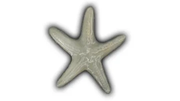 Large Flat Starfish - 8" Glazed Ceramic Tile