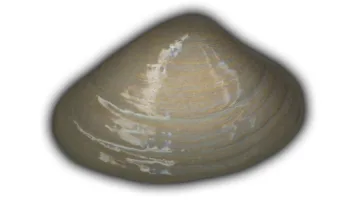 Large Quahog Shell - 5" Glazed Ceramic Tile