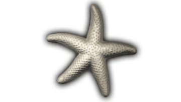 Medium Starfish - 6" Glazed Ceramic Tile