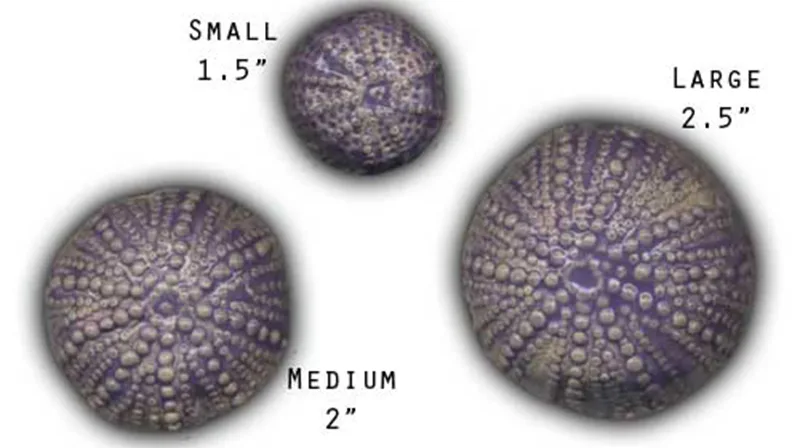 Sea Biscuits - 1.5"-2.5" Glazed Ceramic Tiles 1 Sea Biscuits - 1.5"-2.5" Glazed Ceramic Tiles