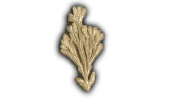 Seaweed #1 - 6" Glazed Ceramic Tile