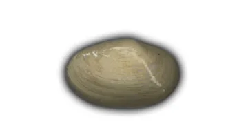 Small Quahog Shell - 3" Glazed Ceramic Tile