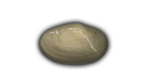 Small Quahog Shell - 3" Glazed Ceramic Tile 1 Small Quahog Shell - 3" Glazed Ceramic Tile