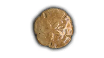 Small Sand Dollar - 1.5" Glazed Ceramic Tile