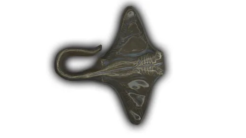 Small Ray #2 - 4" Glazed Ceramic Tile 1 Small Ray #2 - 4" Glazed Ceramic Tile