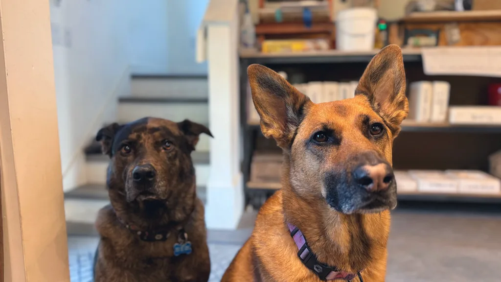 Wet Dog Tile Shop Dogs