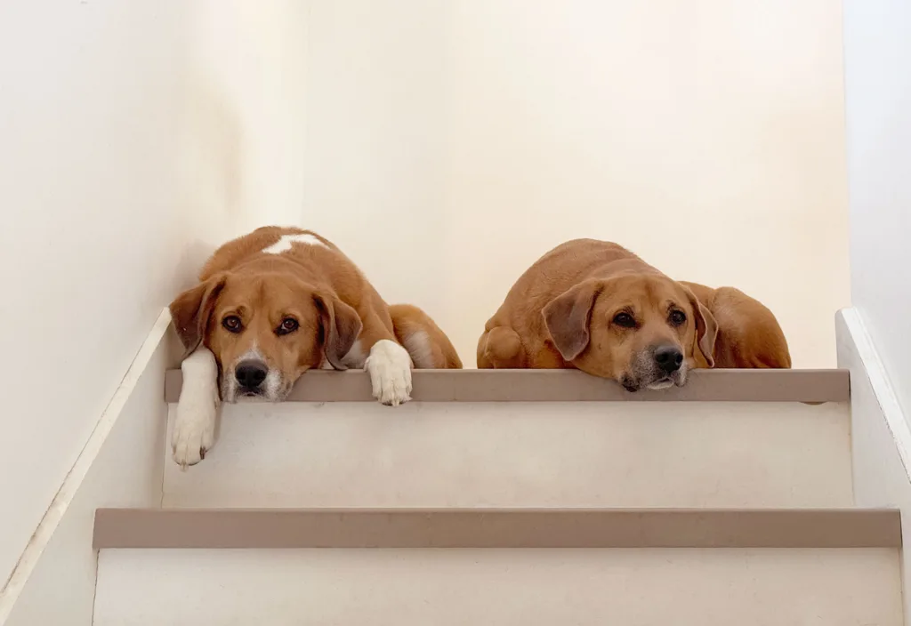 two dogs laying in a stairwell