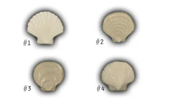 Medium Scallop Shells - 3" Glazed Ceramic Tiles