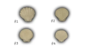 Small Scallop Shells - 2" Glazed Ceramic Tiles