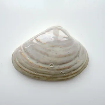 Large Quahog Shell - 5" Glazed Ceramic Tile