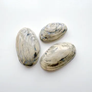 Small Quahog Shells - 2-3" Glazed Ceramic Tiles