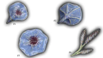 Morning Glories - 3"-4.5" Glazed Ceramic Tiles
