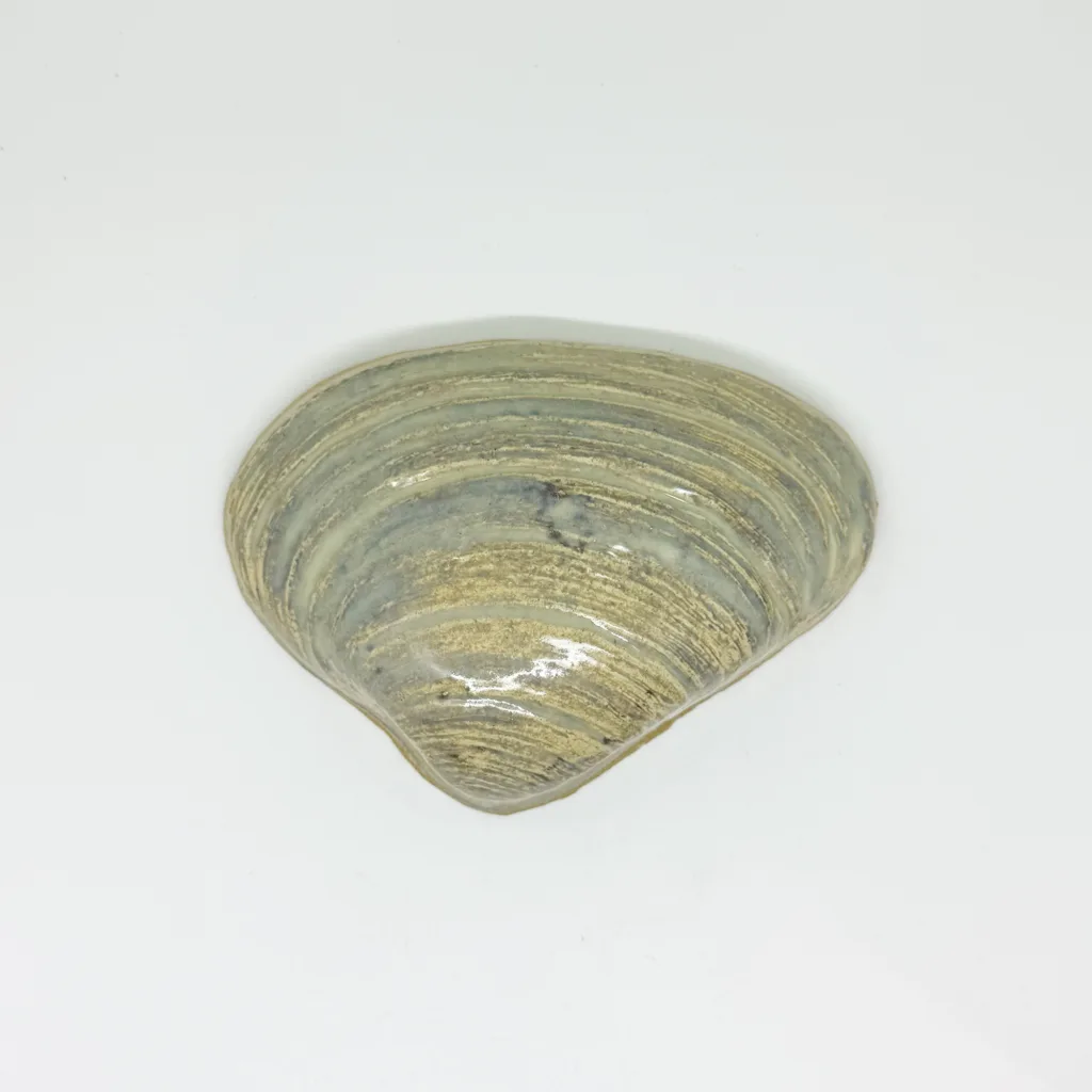 large quahog shell mosaic tile