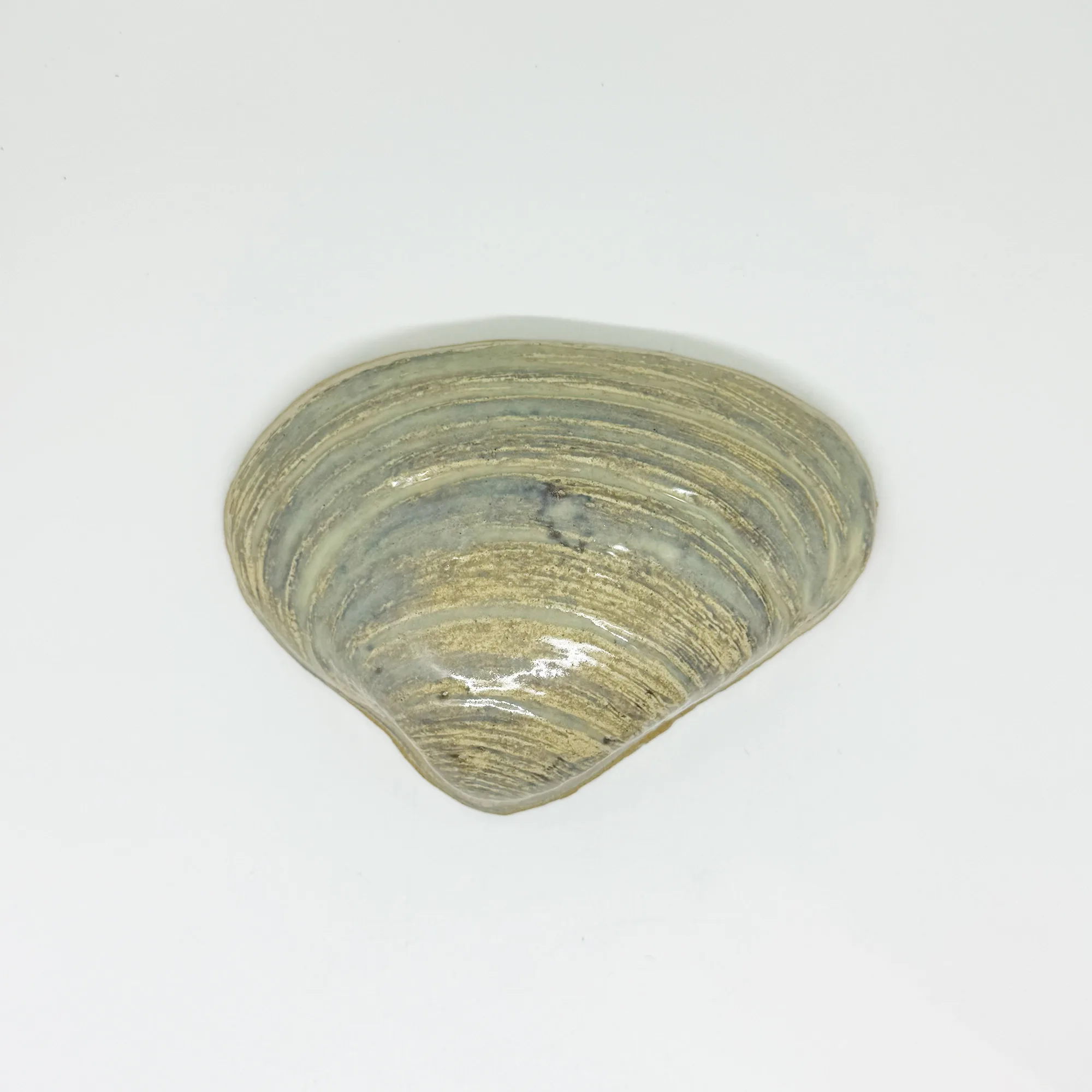 Large Quahog Shell - 5" Glazed Ceramic Tile 1 large quahog shell mosaic tile