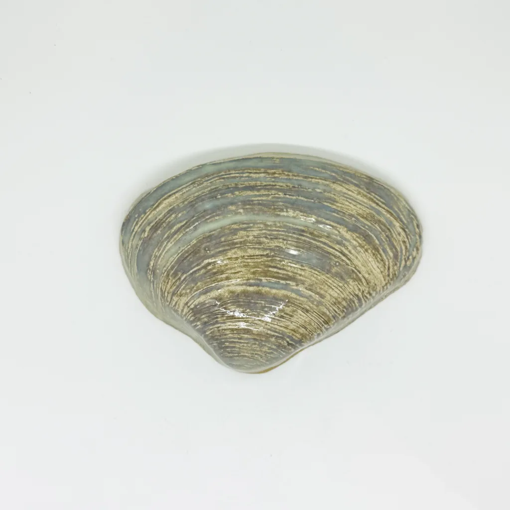 Large quahog shell handmade mosaic tile