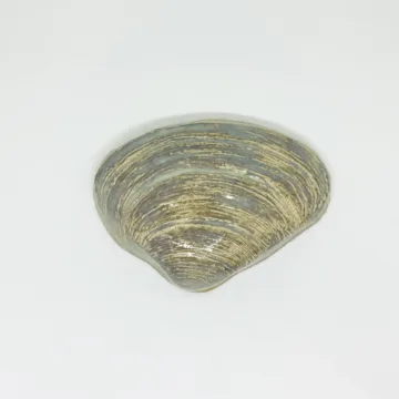 Seconds - Discounted Tile 2 Large quahog shell handmade mosaic tile