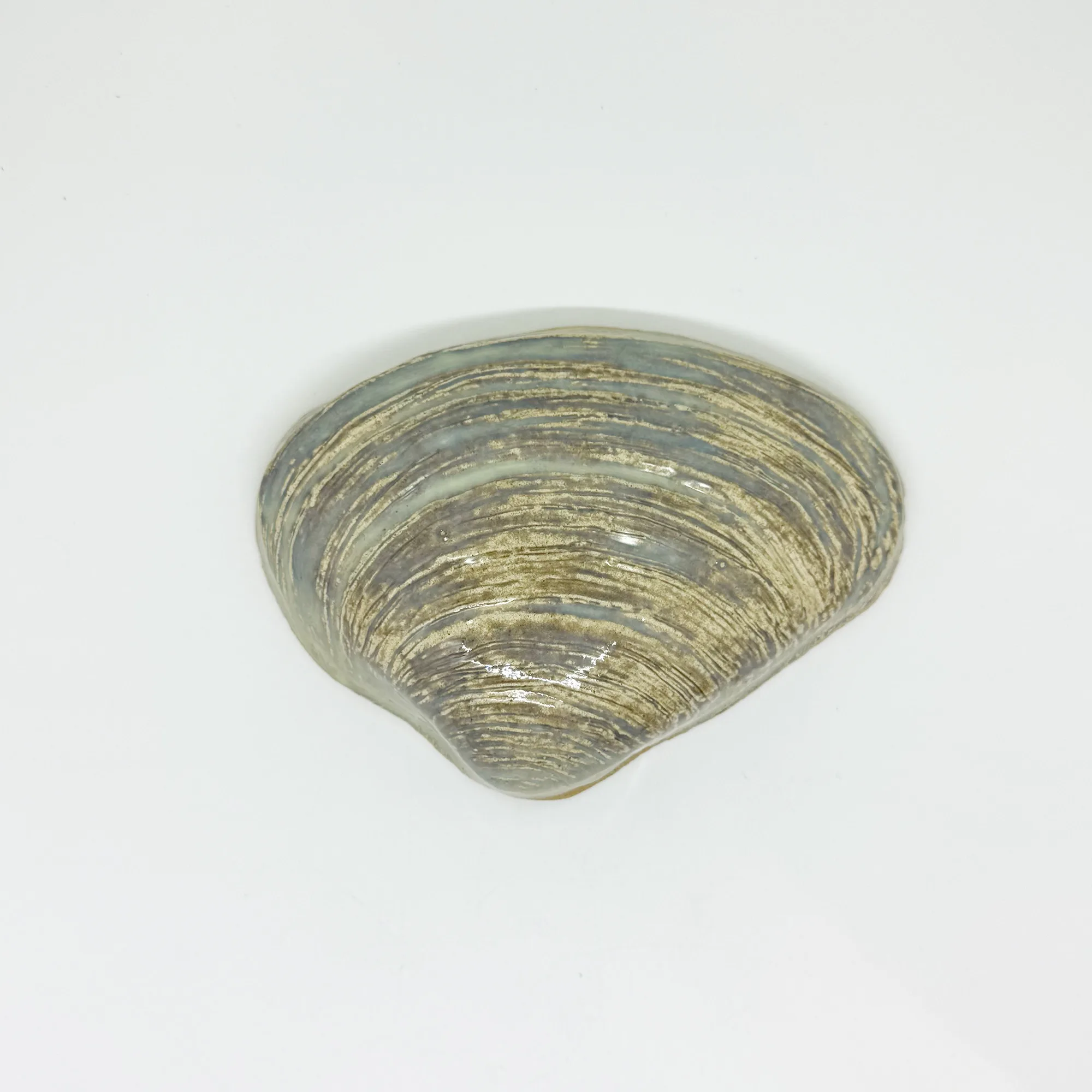 Large Quahog Shell - 5" Glazed Ceramic Tile 1 Large quahog shell handmade mosaic tile