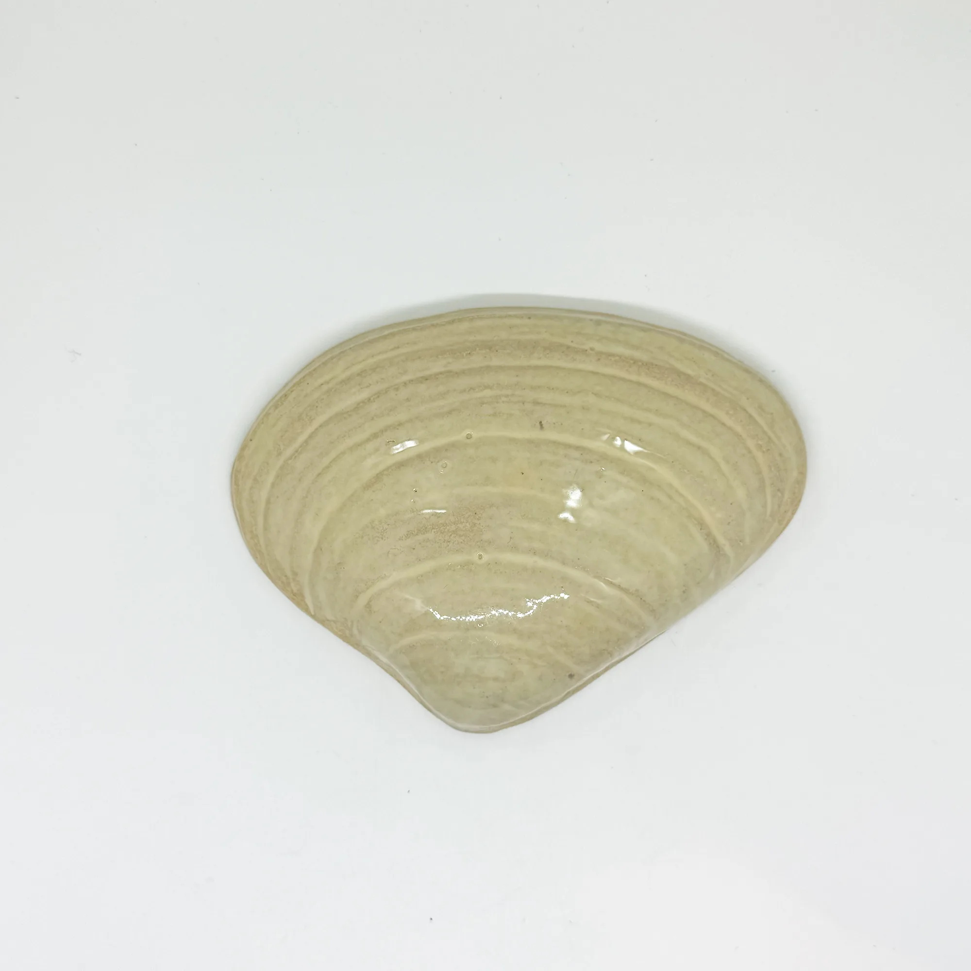 Large Quahog Shell - 5" Glazed Ceramic Tile 1 Large quahog shell handmade ocean mosaic tile